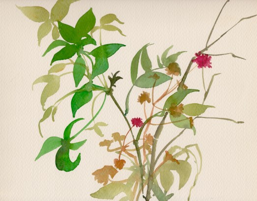 1977? aquarelle plantes - copie