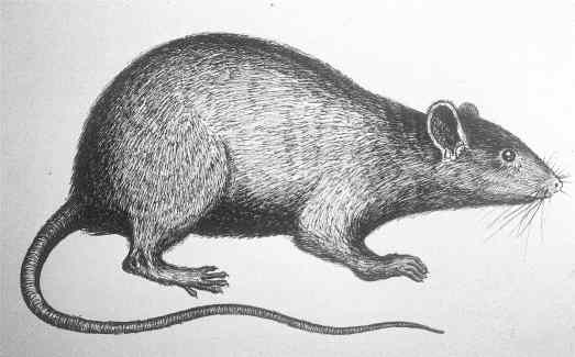 dessin rat - copie